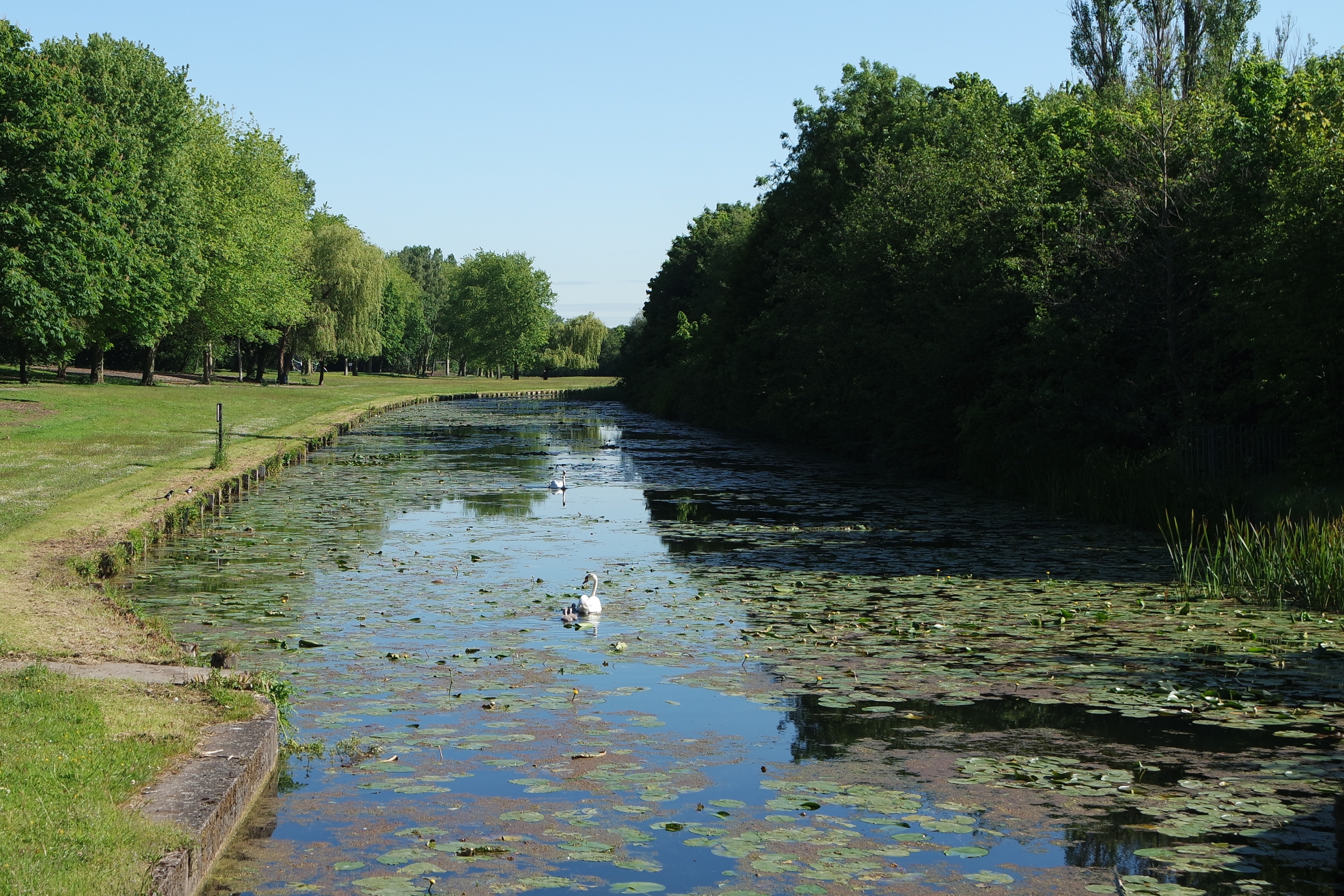 Sankey Valley Park in Warrington with swans on the water